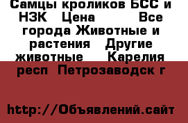 Самцы кроликов БСС и НЗК › Цена ­ 400 - Все города Животные и растения » Другие животные   . Карелия респ.,Петрозаводск г.